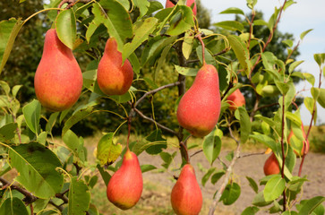 Fresh ripe red pears on the pear tree branch in the house garden