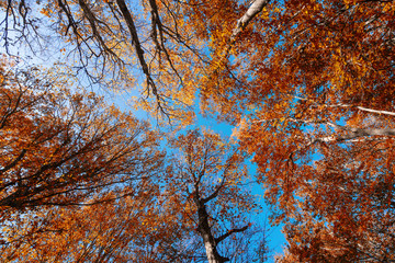Crowns of autumn trees against the blue sky