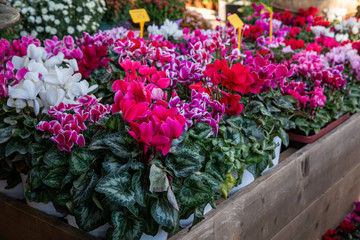Fototapeta na wymiar Variety of potted cyclamen persicum plants in pink, white, red colors at the greek garden shop in October.