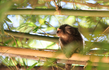 A cute marmoset sitting amongst bamboo shoots with natural golden sunlight - Botanical Gardens, Brazil