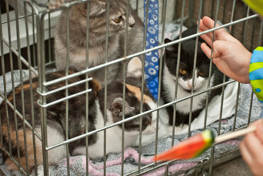 A gray striped kitten is waiting for a man to tame him. The child reaches out into a cage with kittens. The boy greets with a cat. The new owner wants to touch the animal with his hand.