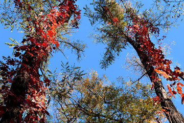 Acacia trees are twined with ivy with red leaves