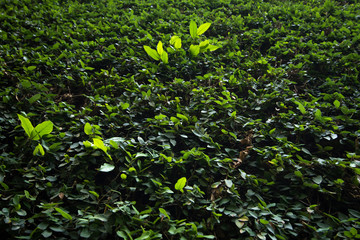 Nature view of green leaves wall.