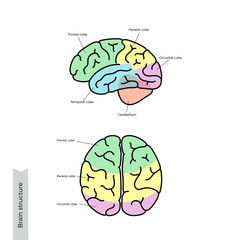 Vector illustration of human brain anatomy 