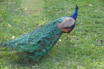 Plumage of the Peacock