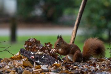 red squirrel looking for food
