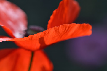 Close up of a red poppy flower (Papaver rhoeas) from the side. Soft focus and dark background giving a dreamy, emotional, mysterious atmosphere. 
