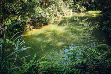 landscape of tropical forest with a pond