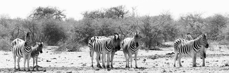 Fototapeta na wymiar Troupeau de zèbres au par national d'etosha en Namibie