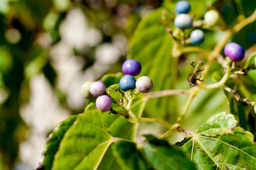 テリハノブドウの実