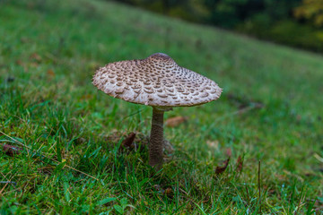 Freigestellter Riesenschirmling auf einer Wiese