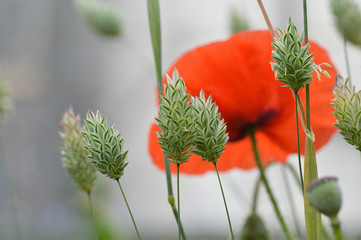 Beautiful canary grass seed heads (Phalaris canariensis) in an atmospheric misty field with a lone dreamy red corn poppy flower (Papaver rhoeas).  