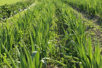 Fototapeta premium Tulpen Acker Anbau