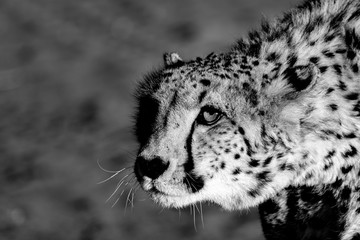 Guépard en Namibie, Afrique 