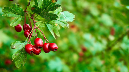 Mountain ash  berry and green leaves     