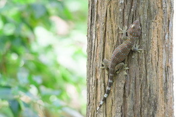 Naklejka na ściany i meble A gecko perched on a tree