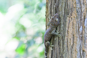 A gecko perched on a tree