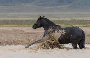 Wild horse at a Desert Waterhole