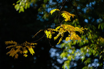 Feuilles jaunes d'automne