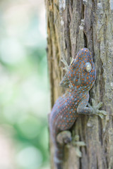 A gecko perched on a tree