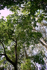 The Souto da Retorta, also known as the Chavin eucalyptus, in Vivero, Galicia. Spain. Europe.