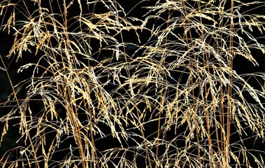 dried grass flowers on a black background