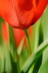 Naklejka premium rote Tulpen