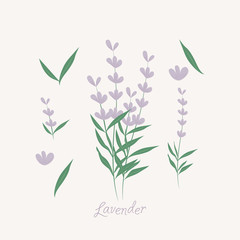Fototapeta na wymiar Lavender flowers elements. lavender herbs