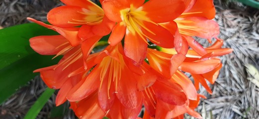 Orange flowers in the garden  © LuiSES