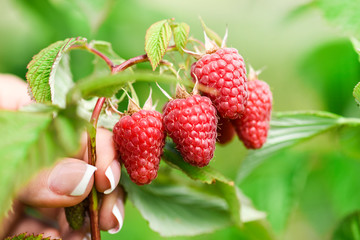 Fresh raspberries on green branch in woman hand. Bio raspberry plant and gathering at spring. time