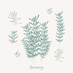 Rosemary elements. rosemary herbs isolated