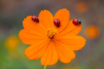 ladybugs on flower