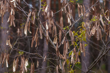 dry acacia branch in the forest