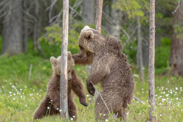 Two young Brown bears playing in the middle of the cotton grass in a Finnish bog