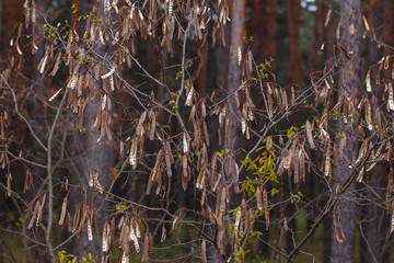 dry acacia branch in the forest