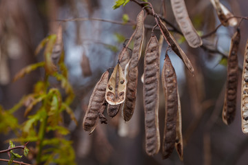 dry acacia branch in the forest