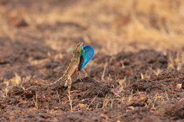 Fan Throated Lizard or Sitana in the Breeding display seen at Satara,Maharashtra,India