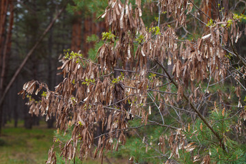 dry acacia branch in the forest