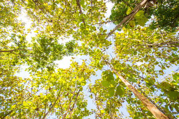 Teak tree green tropical forest