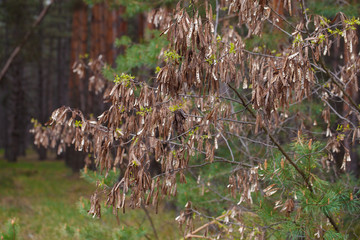 dry acacia branch in the forest