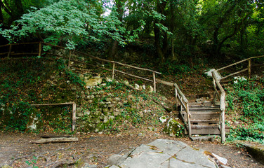 Path in the forest
