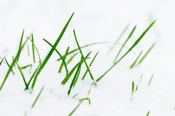 Gras, von Schnee bedeckt