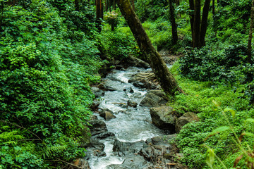 Fototapeta premium Nature