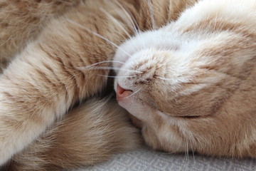 Gros plan chat qui dort