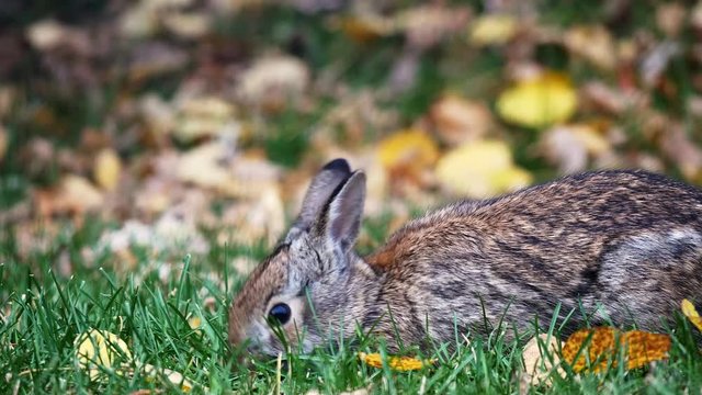 Snowshoe Hare Rabbit - Lepus americanus - or varying hare eating green grass in autumn with leaves on the ground. Close up clip with bunny facing left.