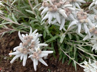 Edelweiss