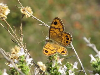 Papillon en zone harride
