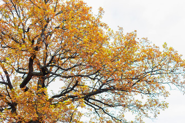 yellow  orange leaves on a tree vibrant autumn