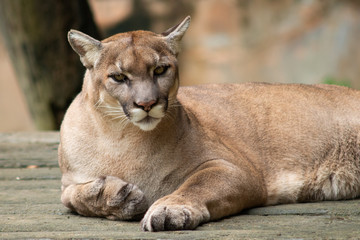 Fototapeta na wymiar Puma or Cougar