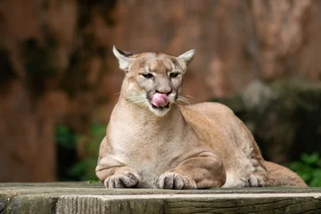 Gordijnen Puma or Cougar © J.NATAYO